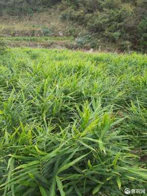 岳西生姜種植（岳西生姜種植基地）-圖3