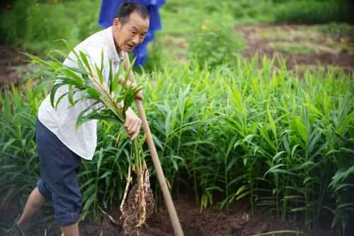 農(nóng)村生姜視頻播放（農(nóng)村種植生姜）-圖3