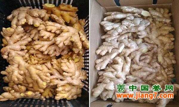 秘魯?shù)纳佤斢袡C(jī)姜市場價(jià)）-圖3