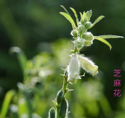 芝麻花和生姜（芝麻花和生姜一起泡茶喝的功效）-圖1