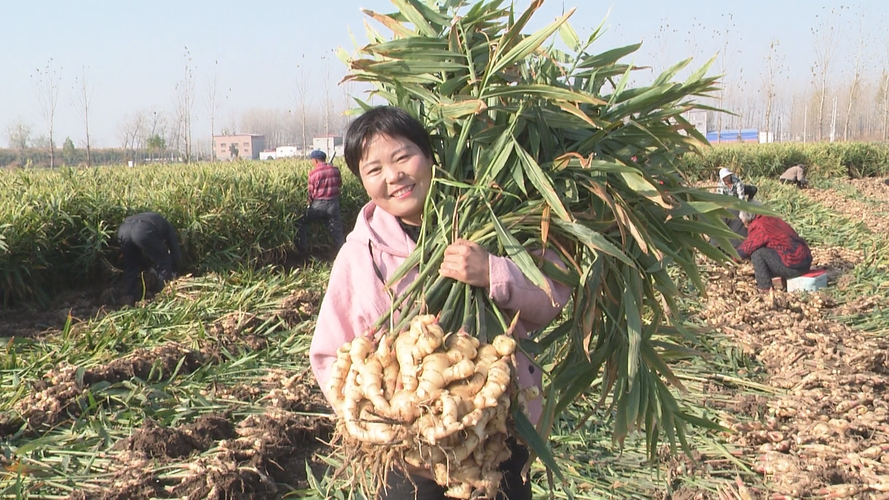 山東生姜種植面積（山東生姜種植面積2022）-圖1