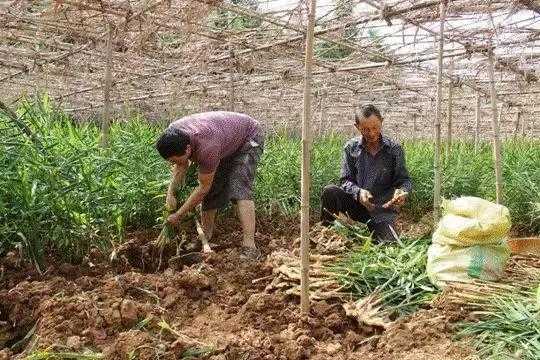 河南南陽(yáng)石橋生姜（南陽(yáng)有種植生姜的嗎）