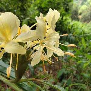 生姜花苗在哪買的簡單介紹-圖3