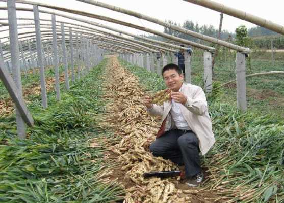 生姜怎么種才會高產出來（生姜怎樣種才高產）