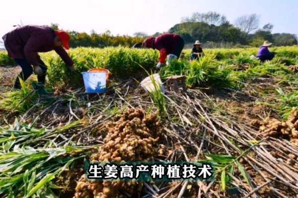 生姜種植創(chuàng)意（生姜種植最新技術(shù)視頻）-圖2