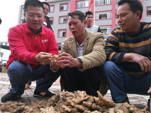 生姜干燥廠（廣西生姜廠收購）-圖2