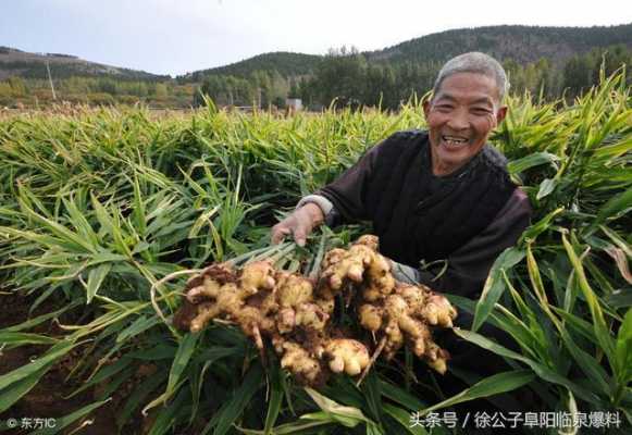 買生姜賣生姜犯法嗎判幾年（販賣生姜掙錢嗎）-圖2