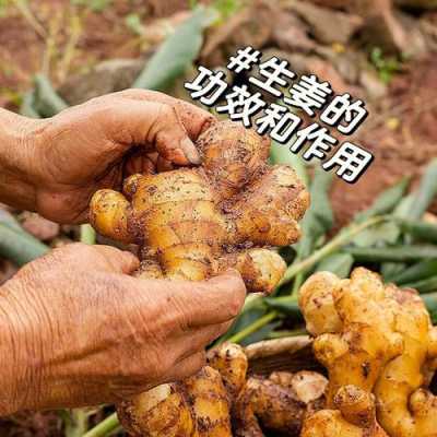 生姜高溫補救（生姜耐高溫嗎）-圖1