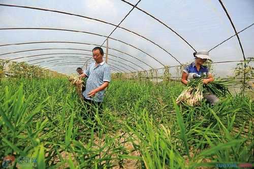 大棚生姜什么時(shí)間打頂（大棚生姜種植技術(shù)視頻）-圖2