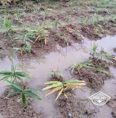 大雨生姜（下雨對生姜的危害）-圖2