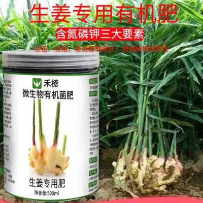 生姜種植要什么肥料最好（生姜種植技術(shù)和管理生姜用什么肥）-圖3