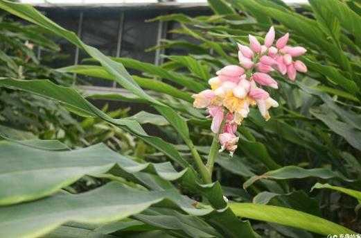 生姜能開花嗎（生姜開花嗎圖片月季幾月份修剪最好）-圖1