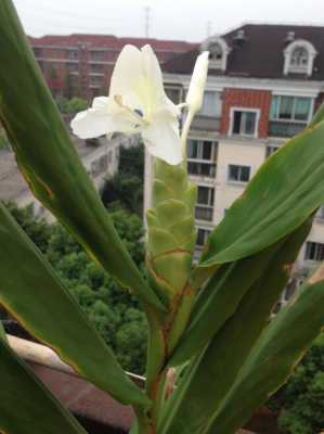 生姜能開花嗎（生姜開花嗎圖片月季幾月份修剪最好）-圖3