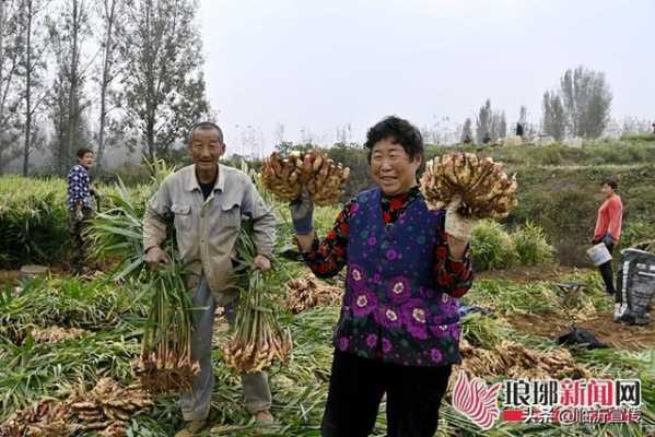 沂南蘇村生姜豐收（沂南大姜批發(fā)）-圖3