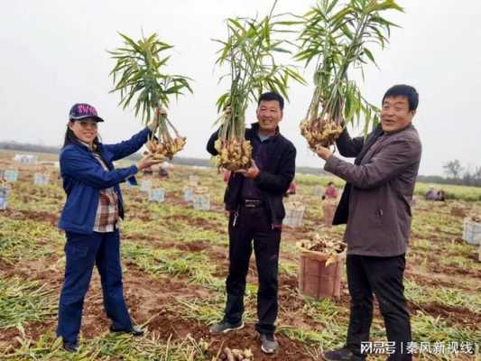 江西生姜畝產(chǎn)量多少斤正常（生姜畝產(chǎn)多少噸）-圖1