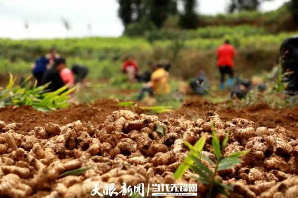 織金有生姜（織金生姜種植）