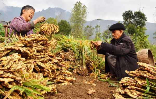 南澗縣生姜種植（南陽(yáng)生姜種植）-圖2