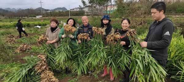 從化生姜（廣東生姜基地）