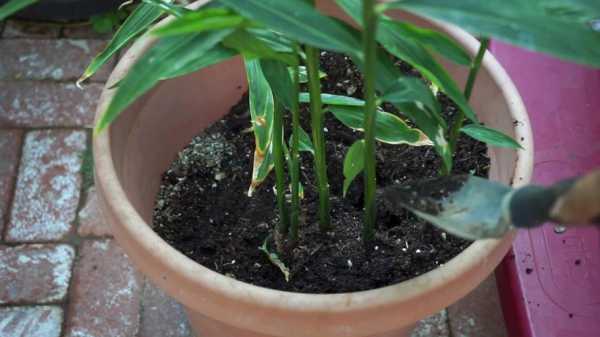 盆景生姜種植方法（盆景生姜種植方法和技術(shù)）