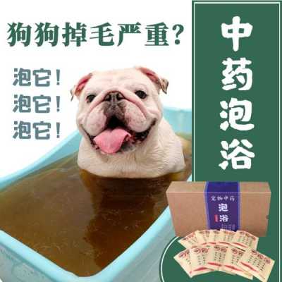 狗狗生姜藥?。ńo狗狗藥浴用什么藥好）-圖1