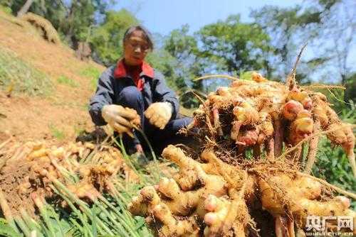 挖生姜苗（生姜挖起來要怎么保管）