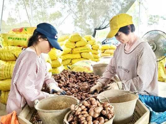 云浮新興涼果廠收生姜（云浮市新興縣涼果廠）-圖1