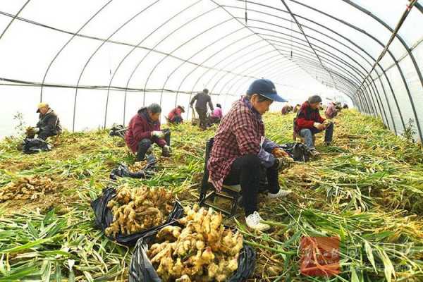 大棚儲存生姜（大棚生姜種植方法和時間安排）-圖1