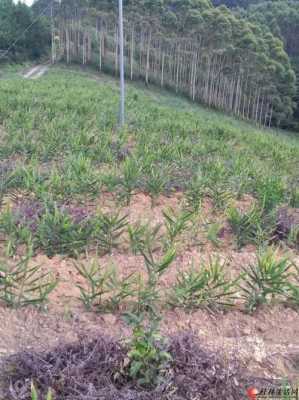 山嶺種植生姜（山地種植生姜）-圖1