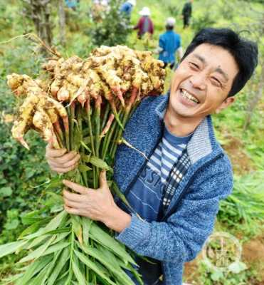 重慶老生姜（重慶生姜生產(chǎn)基地在哪里）-圖1