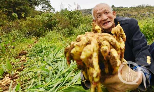 重慶老生姜（重慶生姜生產(chǎn)基地在哪里）-圖2