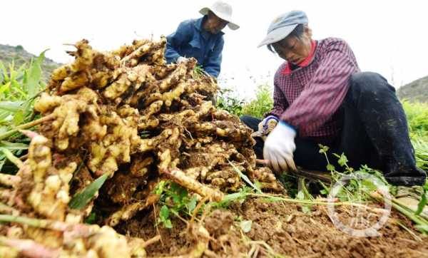 重慶老生姜（重慶生姜生產(chǎn)基地在哪里）-圖3