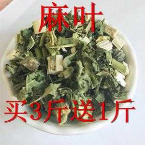 生姜麻葉（麻葉可以生吃嗎）-圖1