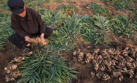 江西閬中生姜種植（江西閬中生姜種植面積多少）