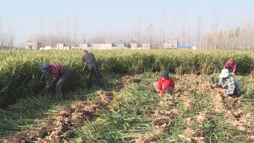 鄭州生姜種植方法（河南生姜基地在哪）