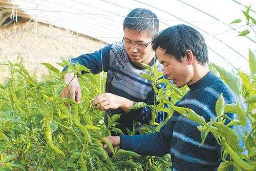 甘肅武威生姜苗（甘肅武威生姜苗種植基地）-圖3