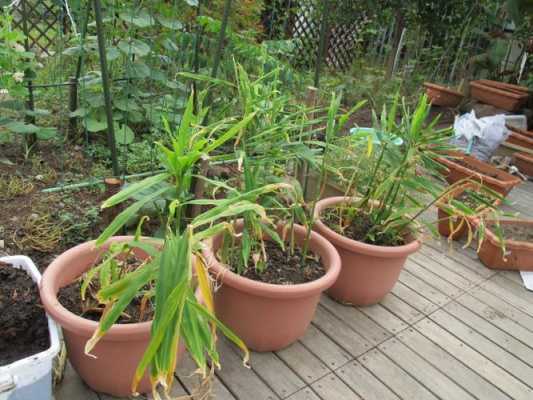 生姜怎樣花盆種（生姜不用買,一個花盆就可以種出來）