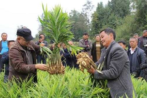 來鳳生姜種植（來鳳生姜種植技術）-圖1