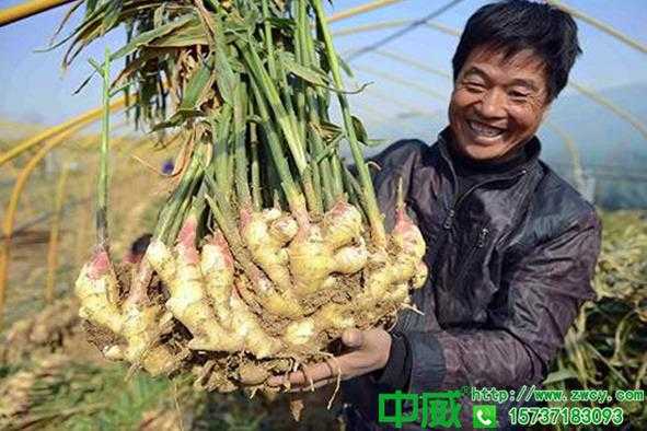 種植生姜能用波爾多液嗎（種植生姜主要施什么肥料）