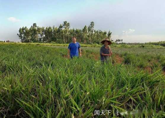 徐聞生姜基地（徐聞高良姜基地）