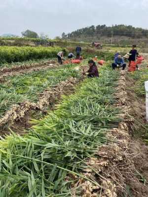 隨州生姜種植基地（隨州生姜種植基地地址）-圖1