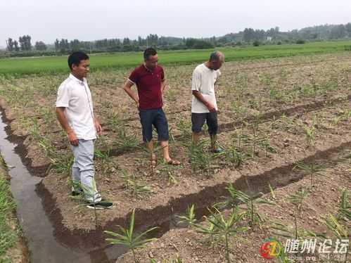 隨州生姜種植基地（隨州生姜種植基地地址）-圖2