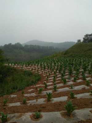 河南三門峽適合種植生姜嗎（河南三門峽能種生姜嗎）-圖3