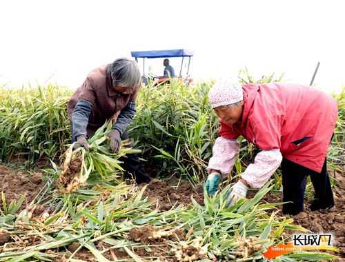 種植生姜需要多久收割（種植生姜多長時間收獲）