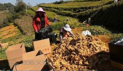 麻栗坡生姜行情（麻栗坡產(chǎn)業(yè)發(fā)展）