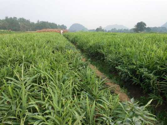 夾江生姜基地（江油生姜種植基地）