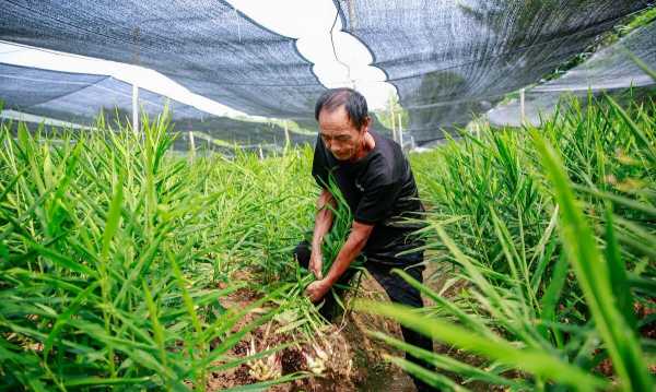 生姜種植什么時(shí)候種好呢（生姜種植什么時(shí)候種好呢）-圖3