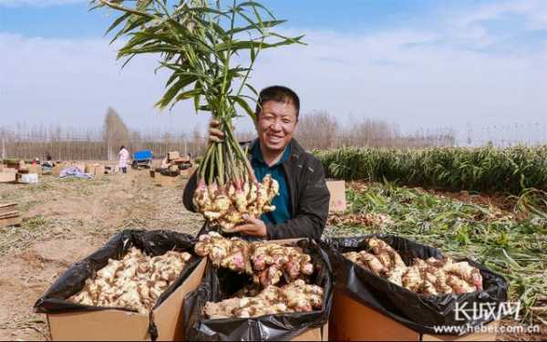 河北深澤生姜（河北深澤生姜種植基地）