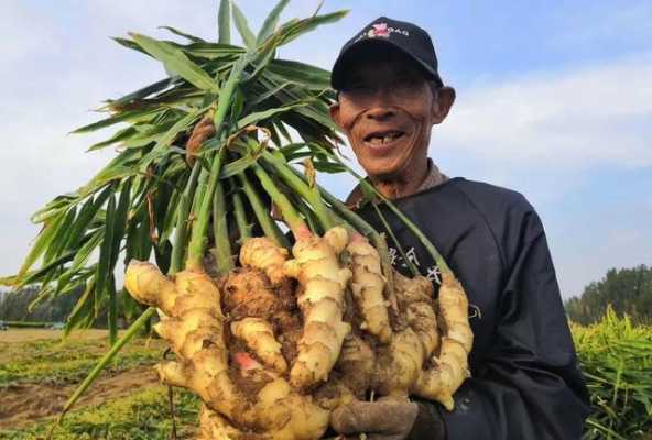 南方什么地方種生姜最多（生姜適合在南方種植嗎）-圖3