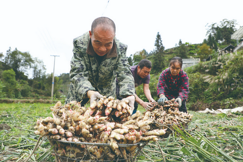 駐村干部賣生姜犯法嗎（村干部賣山違法嗎）