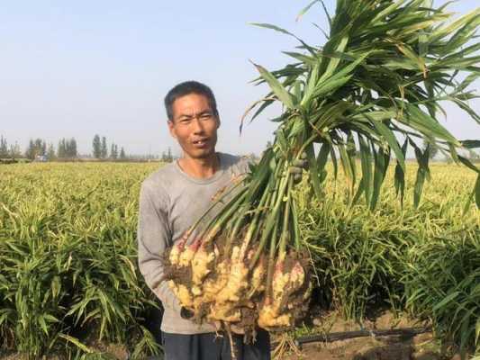 生姜高產(chǎn)種植視頻（生姜種植視頻播放）-圖2